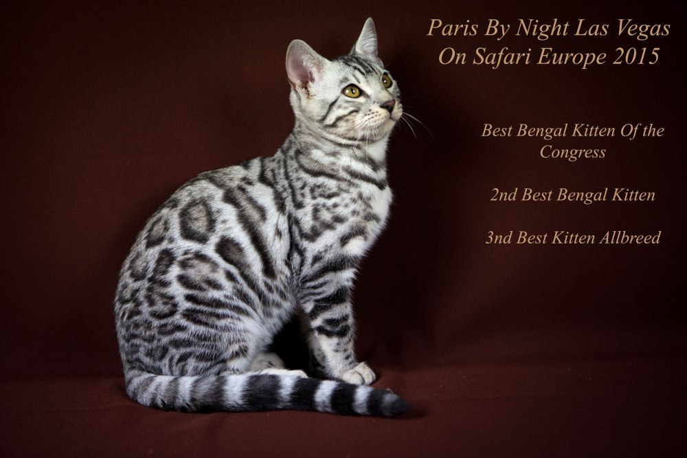 Paris By Night, Las Vegas © Le MuZographe