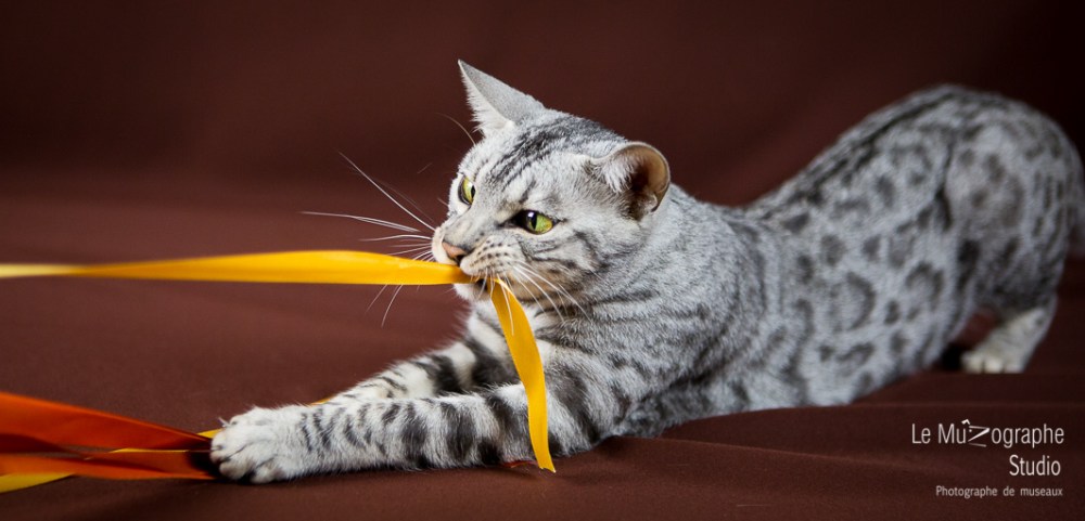 Jad'Or, Paris By Night Bengals © Le MuZographe