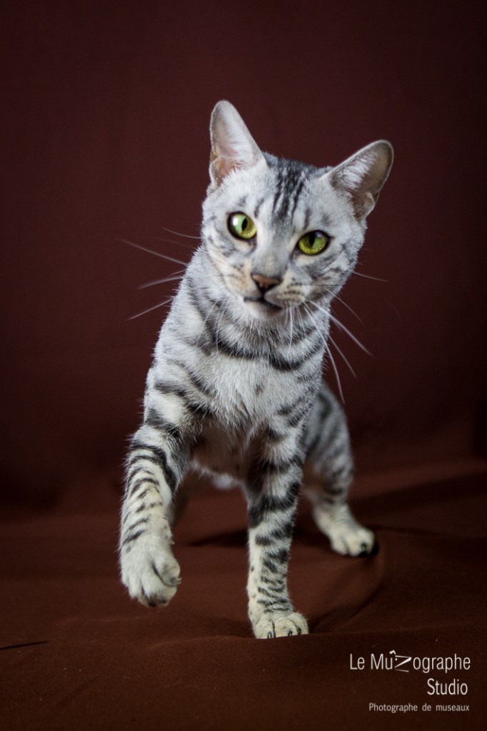 Jad'Or et Las Vegas, Paris By Night Bengals © Le MuZographe