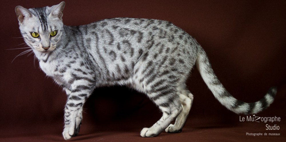 Jad'Or, Paris By Night Bengals © Le MuZographe