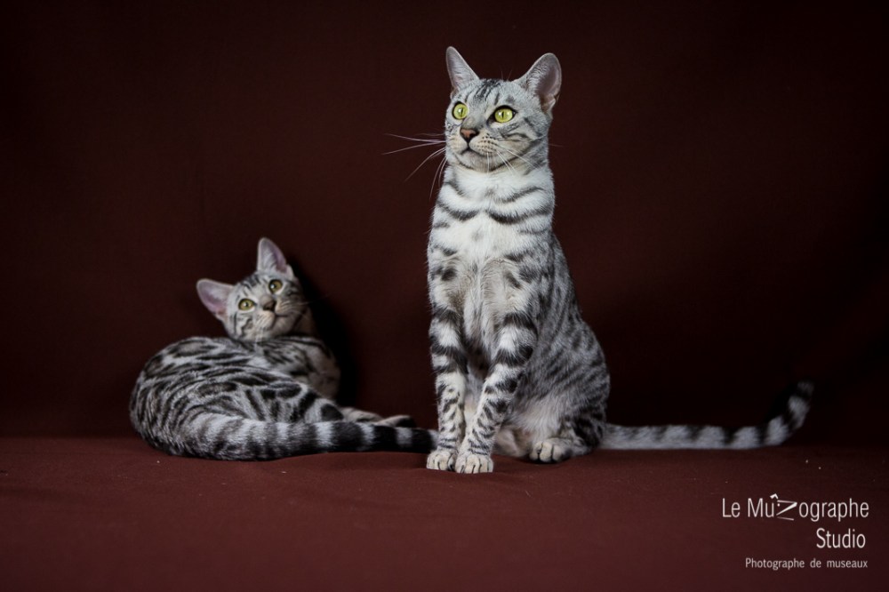 Jad'Or et Las Vegas, Paris By Night Bengals © Le MuZographe