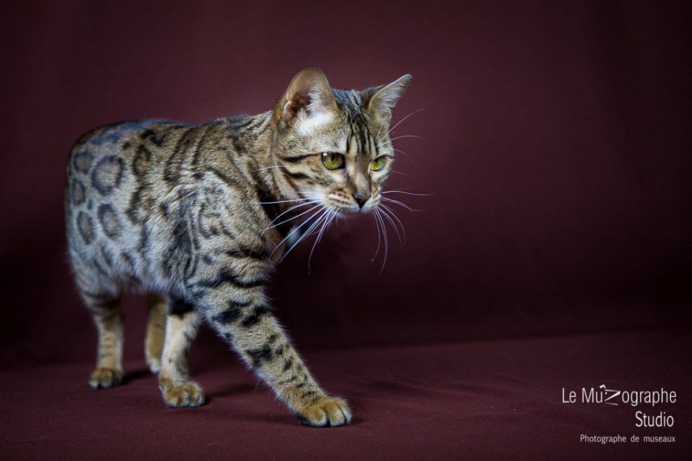 Jennifer, Paris By Night Bengals © Le MuZographe