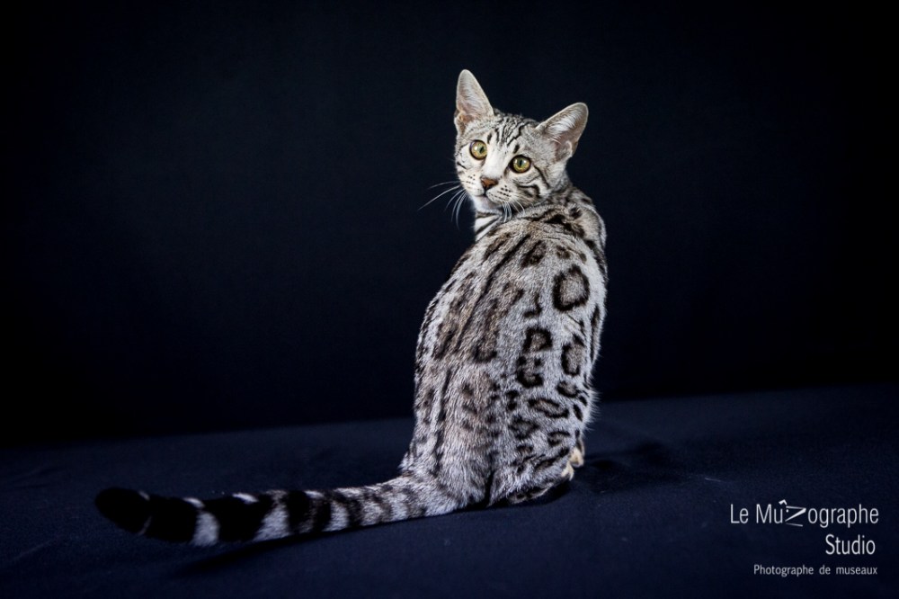 Lili Rose, Paris By Night Bengals © Le MuZographe