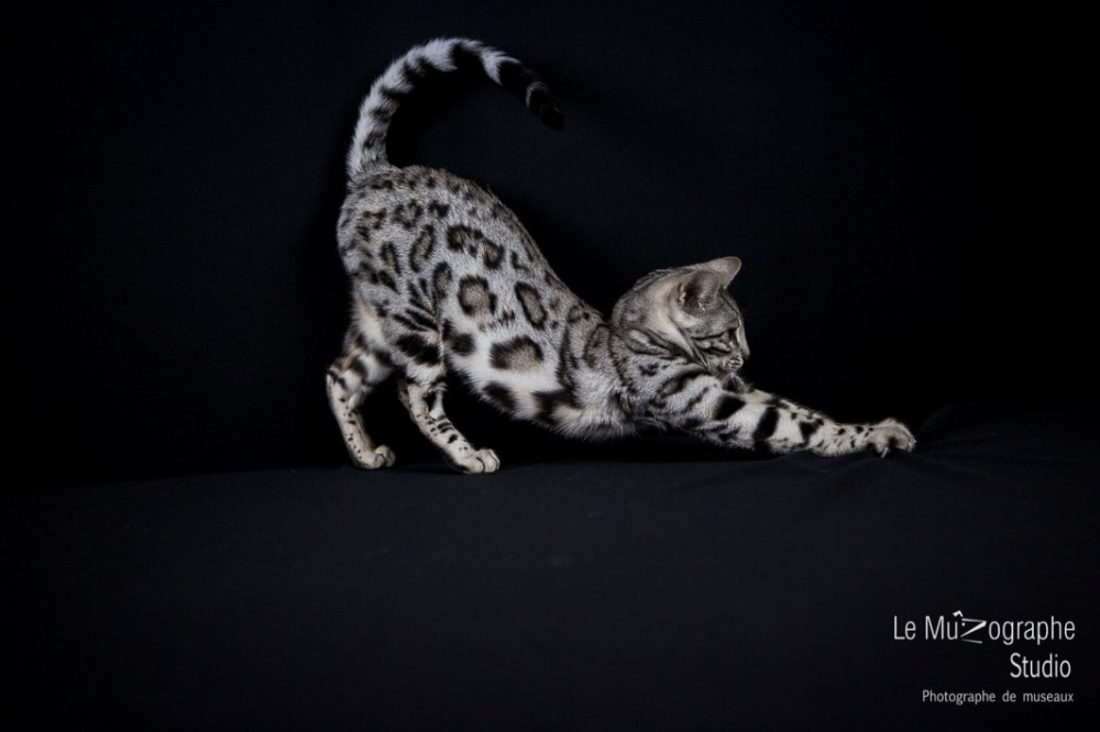 Lili Rose, Paris By Night Bengals © Le MuZographe