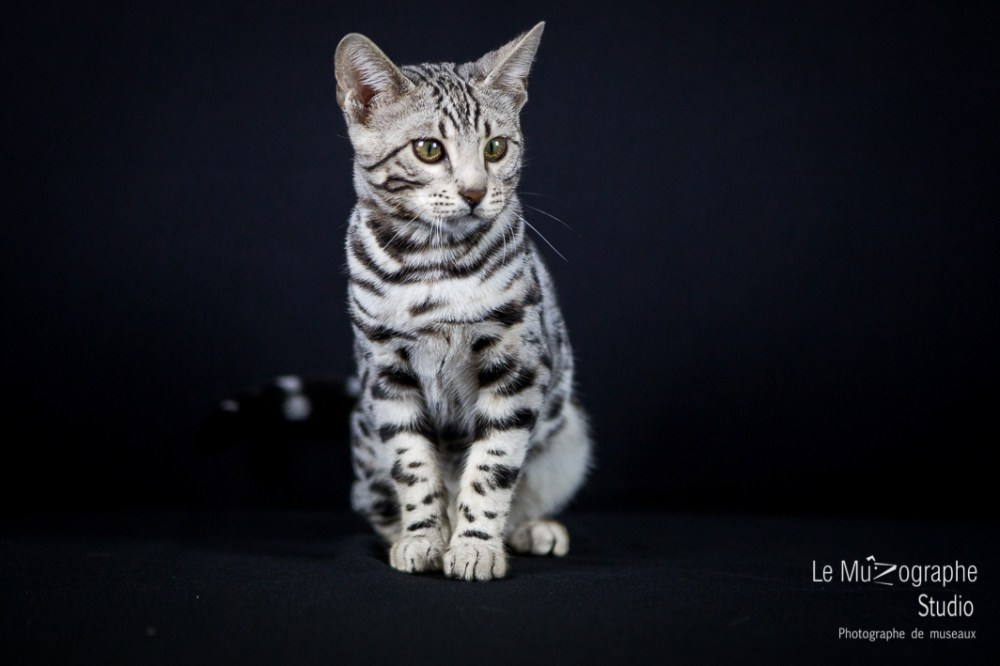 Lili Rose, Paris By Night Bengals © Le MuZographe