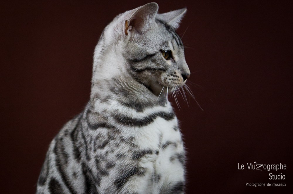 Paris By Night, Las Vegas © Le MuZographe