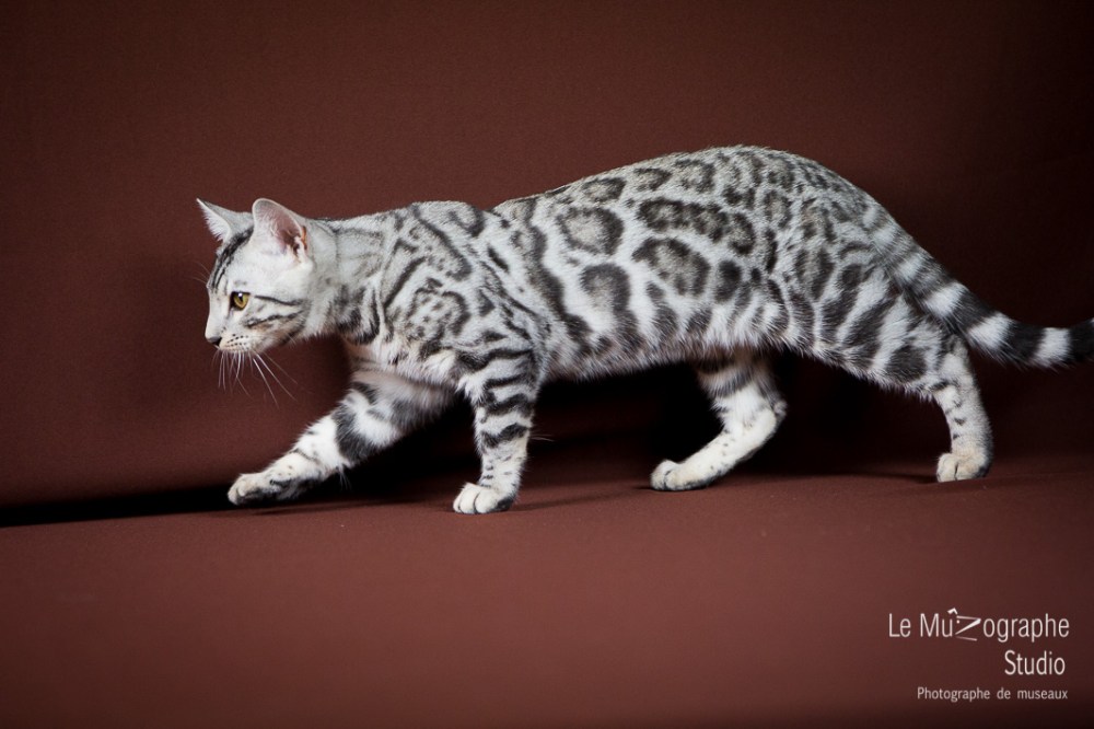 Paris By Night, Las Vegas © Le MuZographe