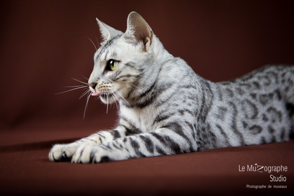 Jad'Or, Paris By Night Bengals © Le MuZographe