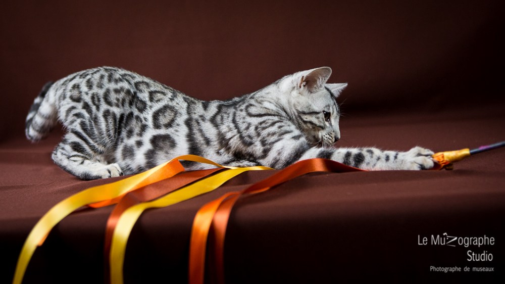 Paris By Night, Las Vegas © Le MuZographe