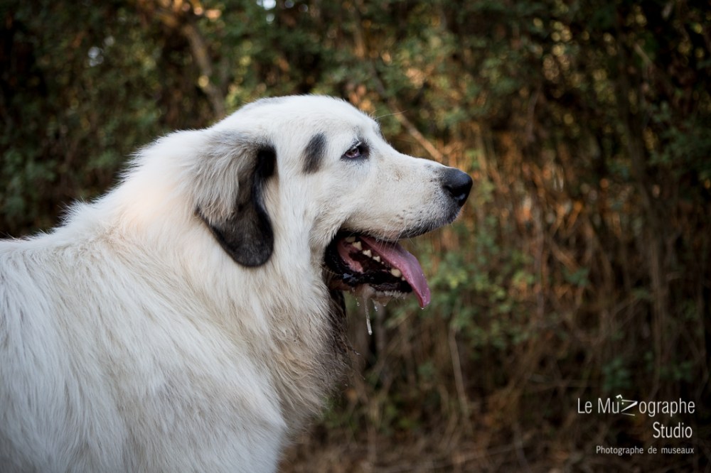 Jump, Montagne des Pyrénées © Le MuZographe