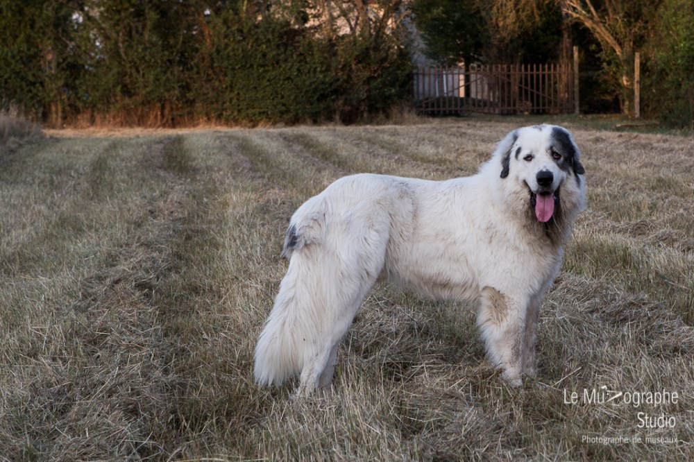 Jump, montagne des Pyrénées © Le MuZographe