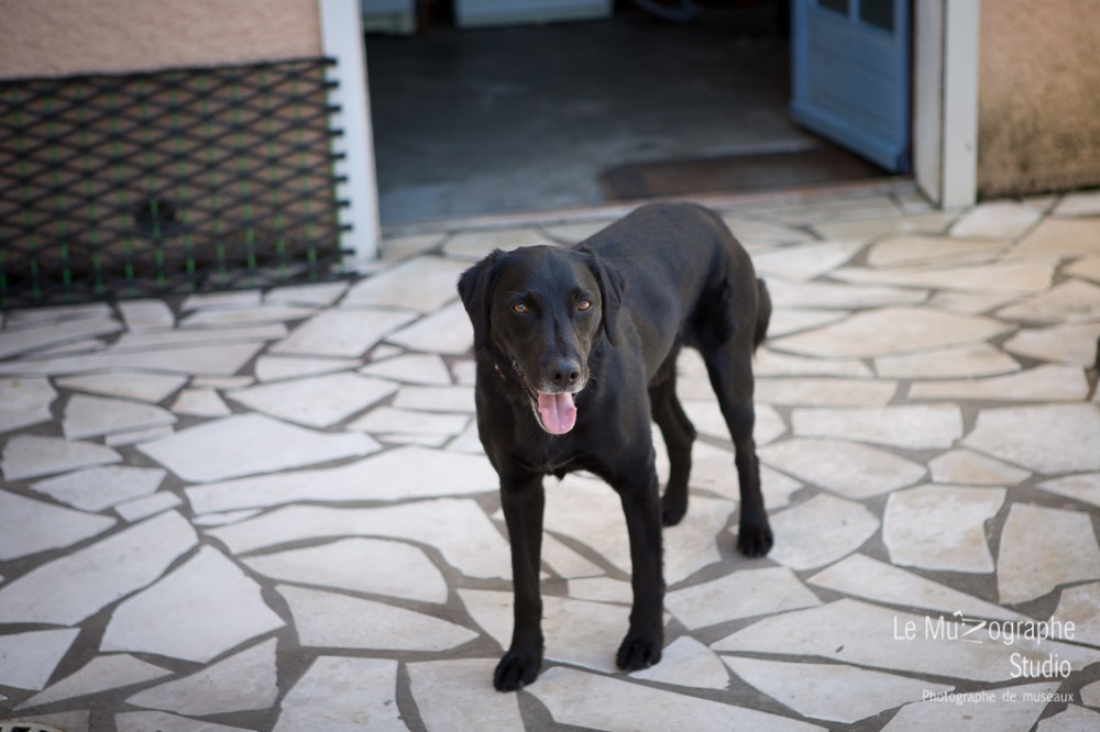 Blacky © Le MuZographe