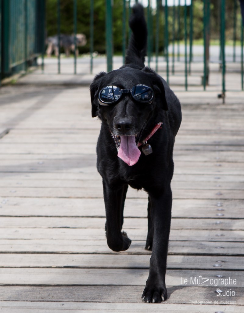 Blacky © Le MuZographe, Pau (64)