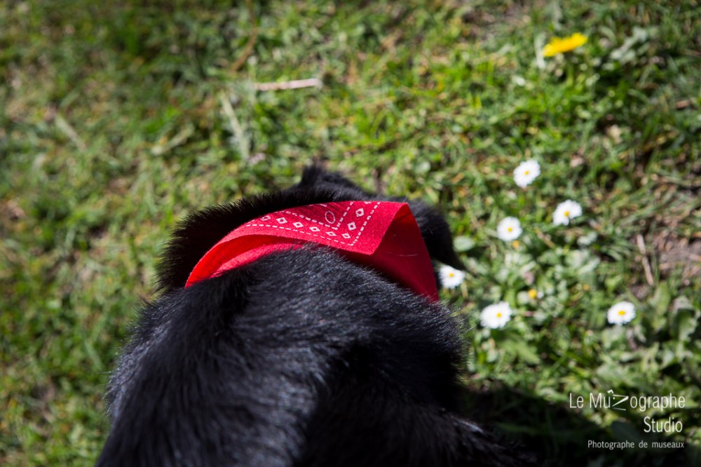 Blacky © Le MuZographe