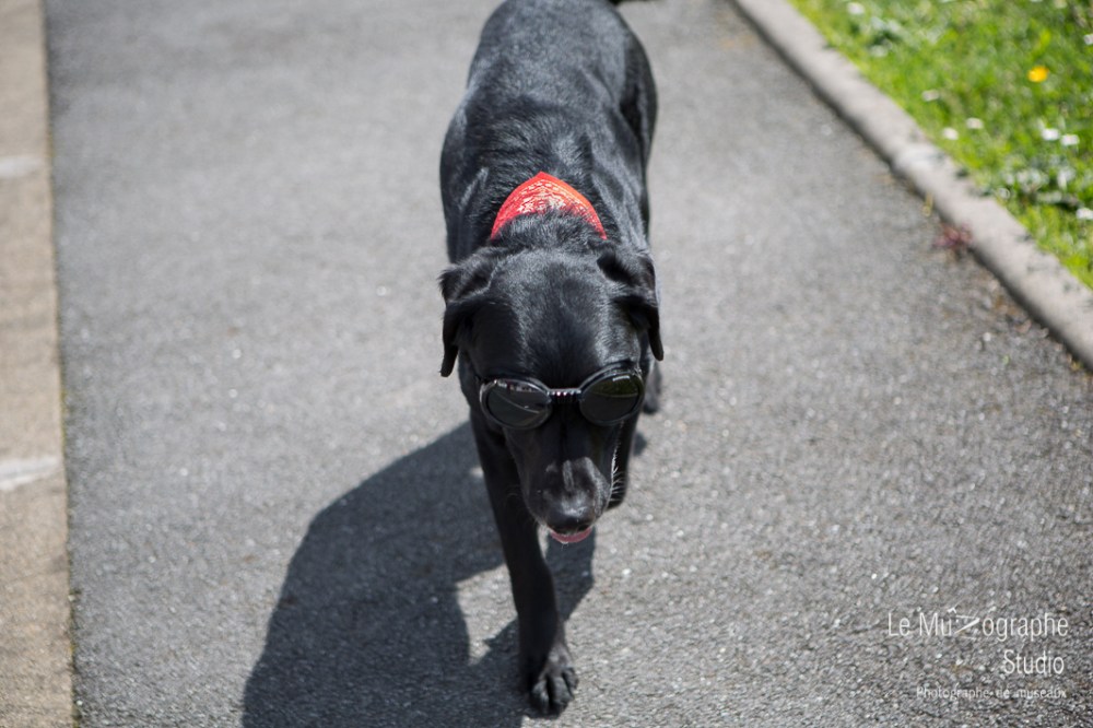 Blacky © Le MuZographe