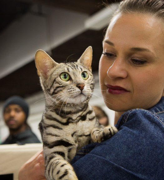 Silver trace lily rose Paris By Night Bengals © Le MuZographe, Champerret
