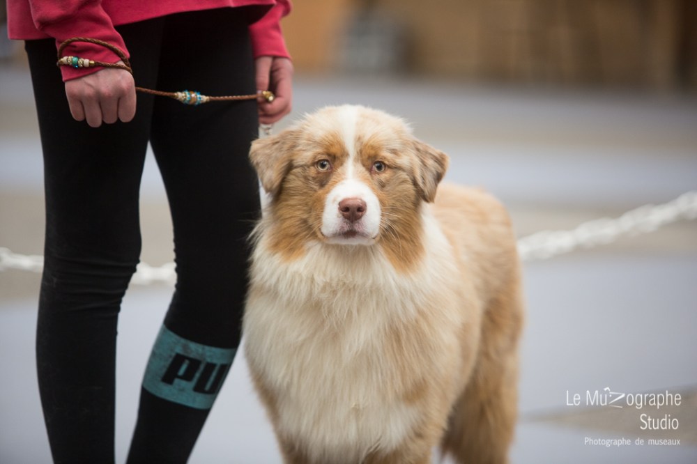 Nationale d'élevage de Bergers australiens, Cerilly (03) © Le MuZographe