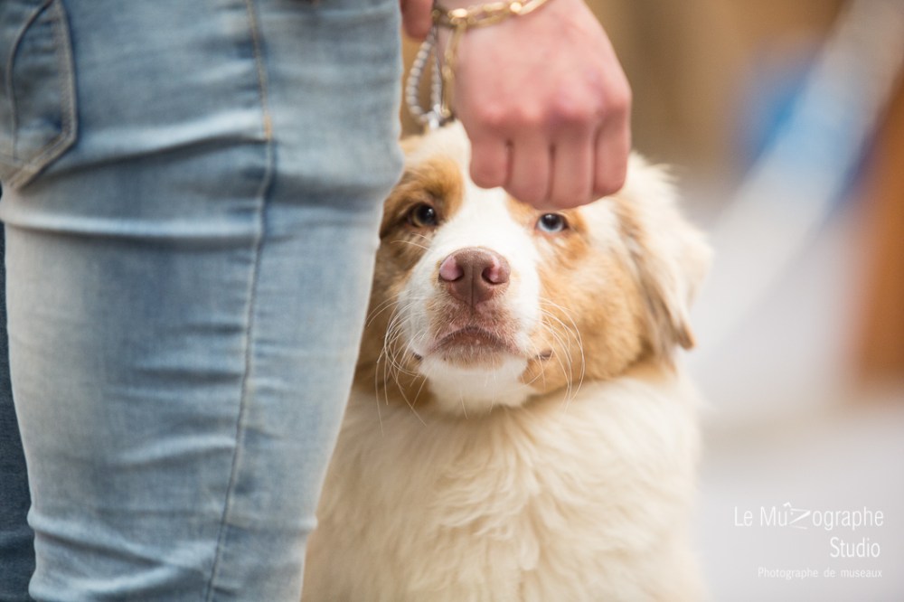 Nationale d'élevage de Bergers australiens, Cerilly (03) © Le MuZographe
