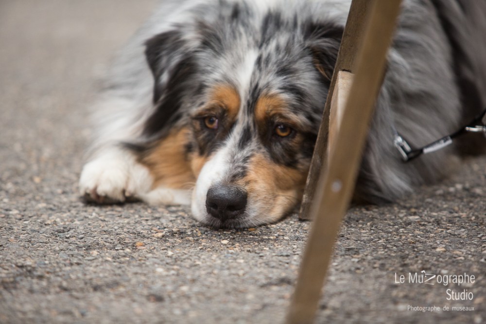 Nationale d'élevage de Bergers australiens, Cerilly (03) © Le MuZographe