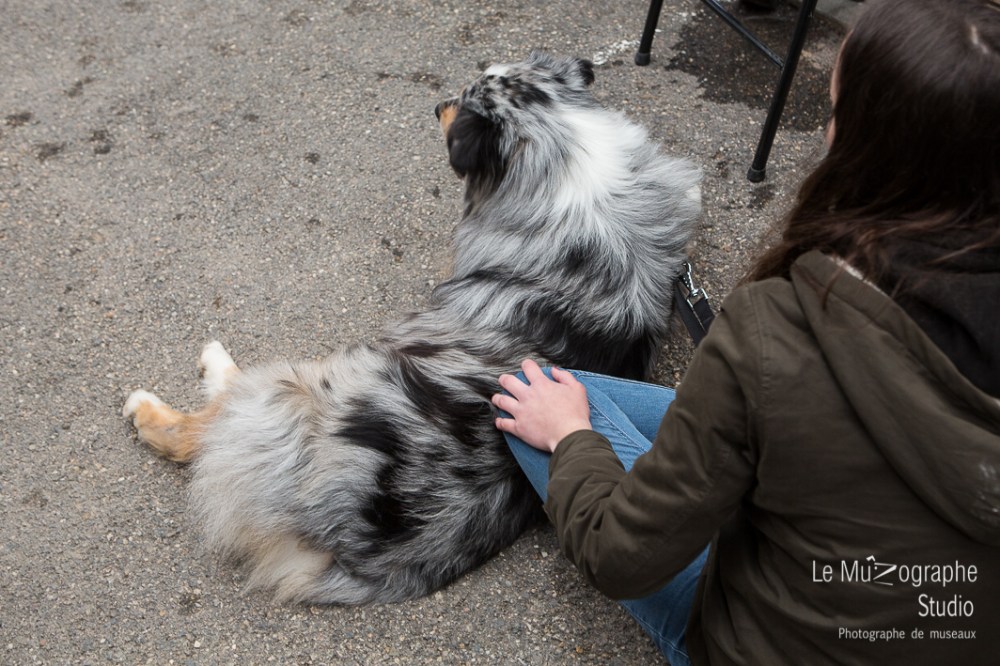 Nationale d'élevage de Bergers australiens, Cerilly (03) © Le MuZographe