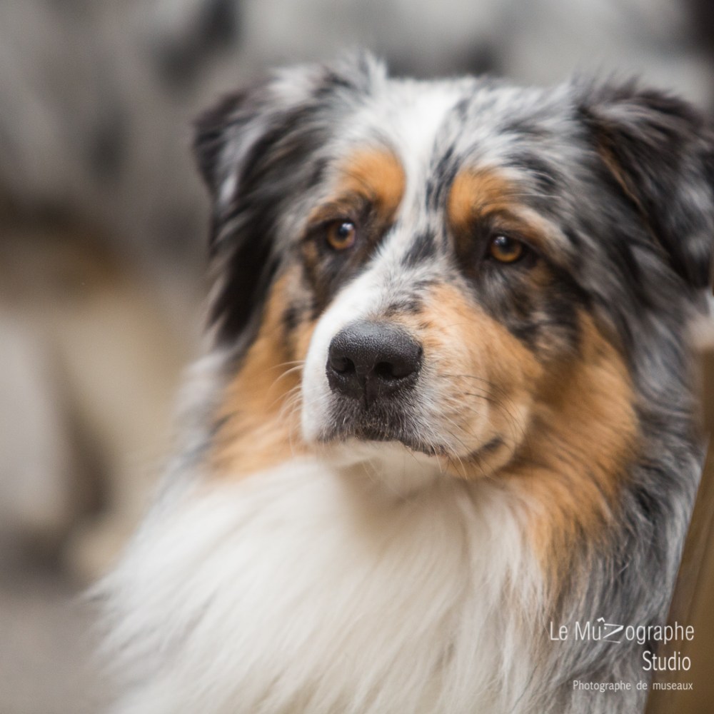 Nationale d'élevage de Bergers australiens, Cerilly (03) © Le MuZographe