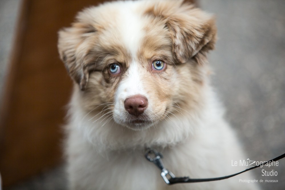 Nationale d'élevage de Bergers australiens, Cerilly (03) © Le MuZographe