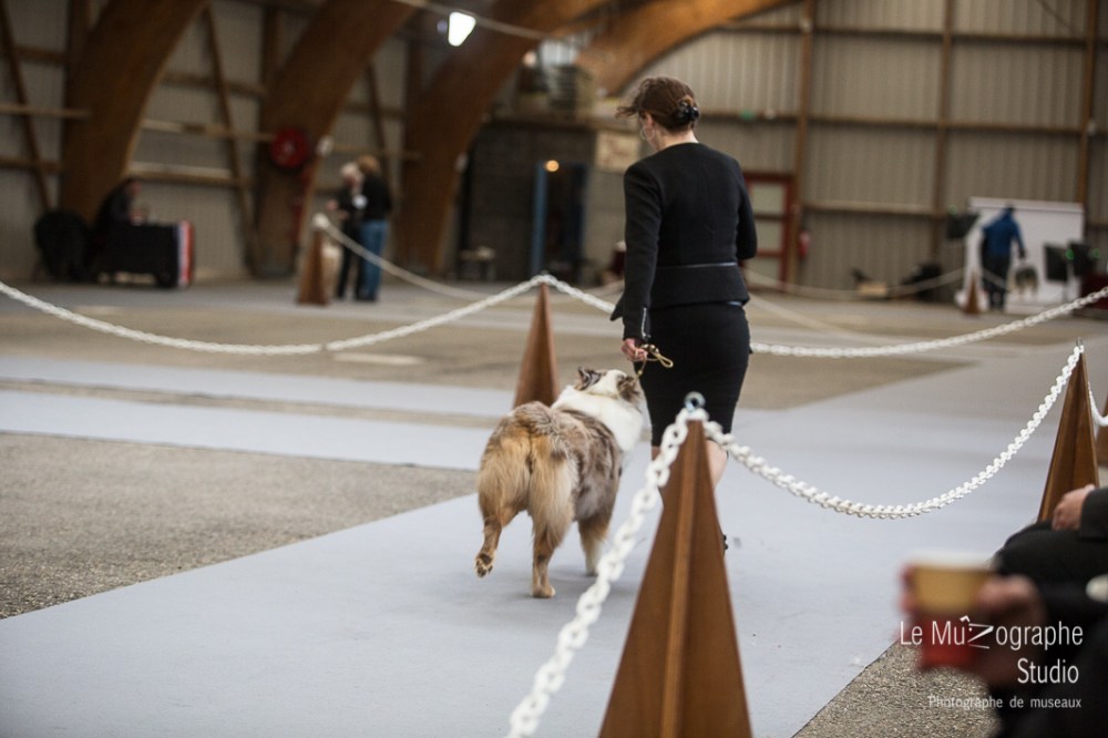 Nationale d'élevage de Bergers australiens, Cerilly (03) © Le MuZographe