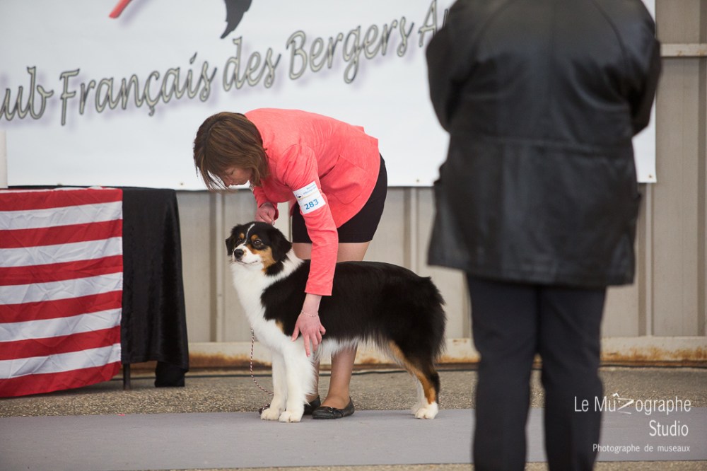 Nationale d'élevage de Bergers australiens, Cerilly (03) © Le MuZographe
