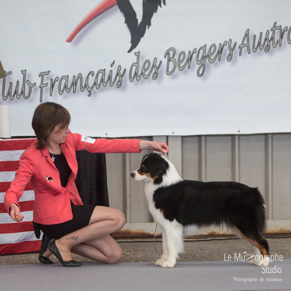 Nationale d'élevage de Bergers australiens, Cerilly (03) © Le MuZographe