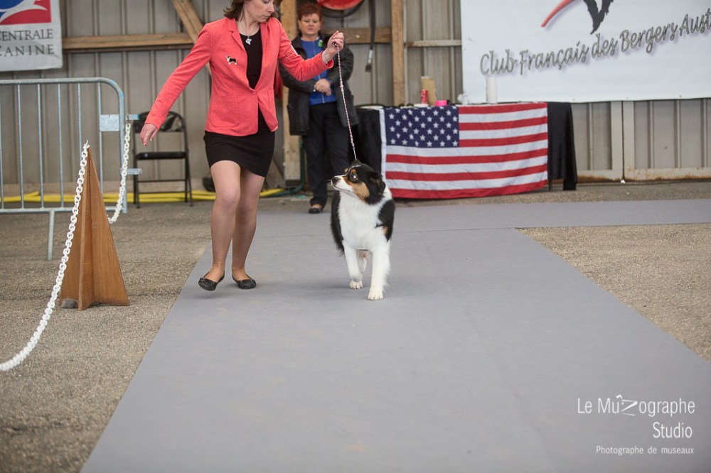 Nationale d'élevage de Bergers australiens, Cerilly (03) © Le MuZographe