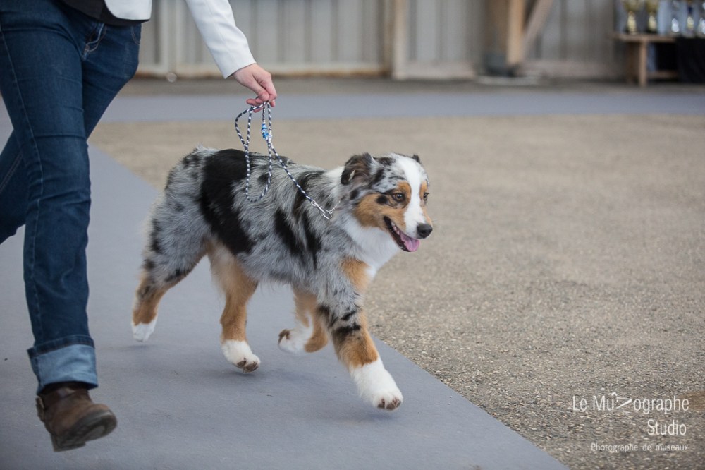 Nationale d'élevage de Bergers australiens, Cerilly (03) © Le MuZographe