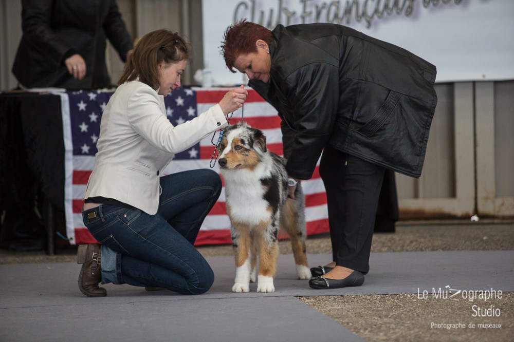 Nationale d'élevage de Bergers australiens, Cerilly (03) © Le MuZographe