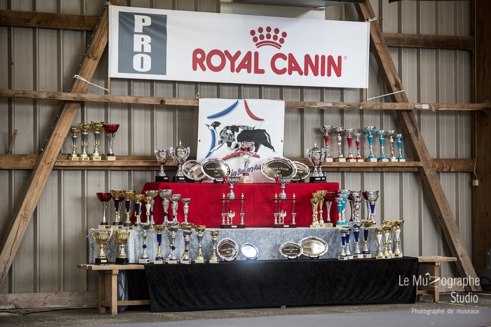 Nationale d'élevage de Bergers australiens, Cerilly (03) © Le MuZographe