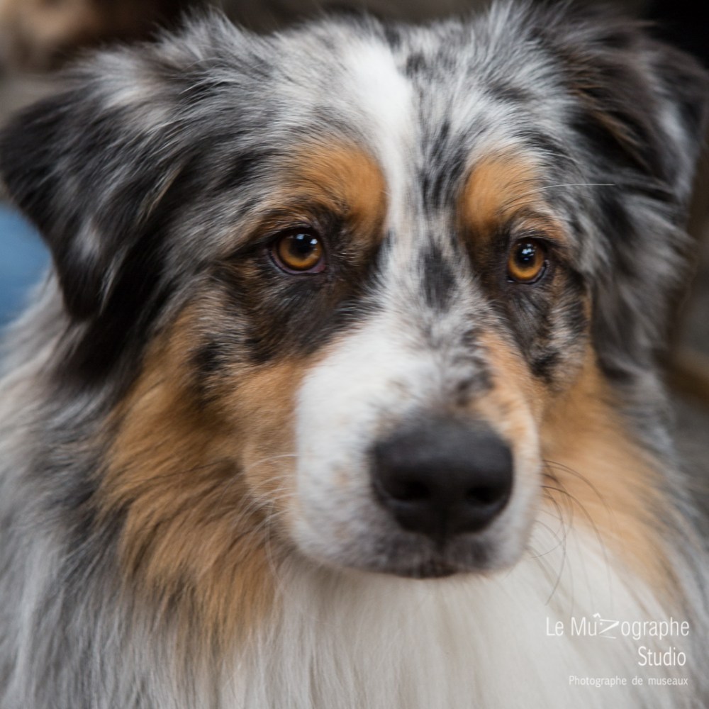 Nationale d'élevage de Bergers australiens, Cerilly (03) © Le MuZographe