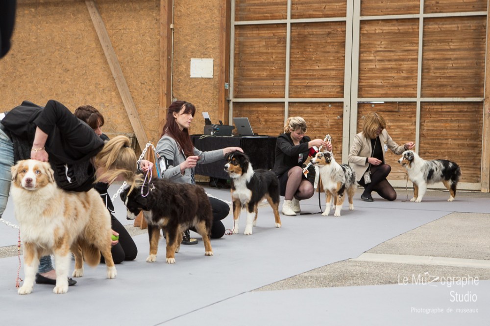Nationale d'élevage de Bergers australiens, Cerilly (03) © Le MuZographe
