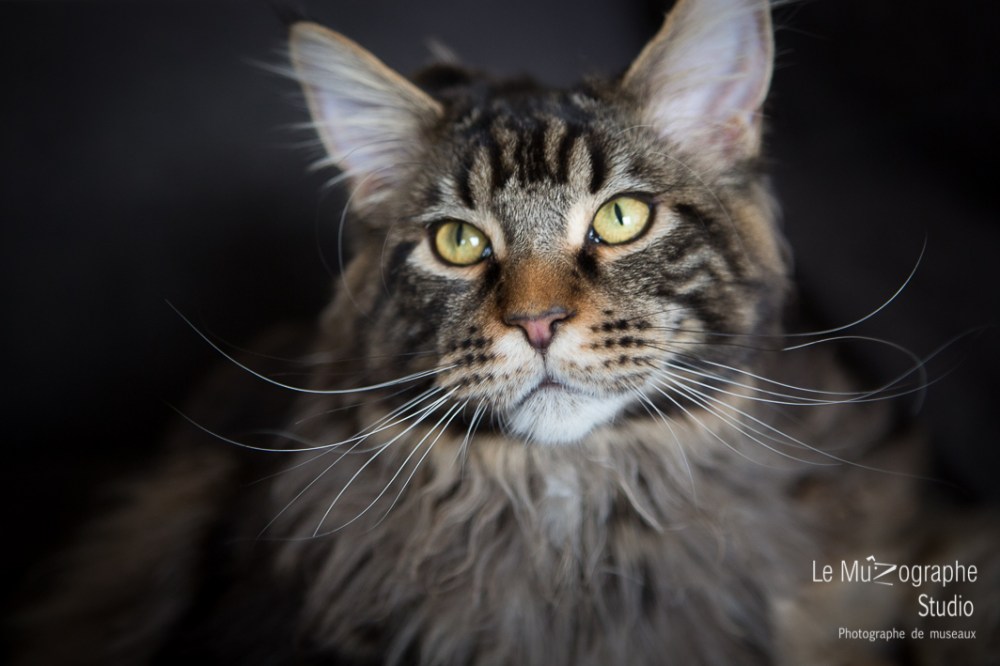 Loki à 9 mois, Paris © Le MuZographe