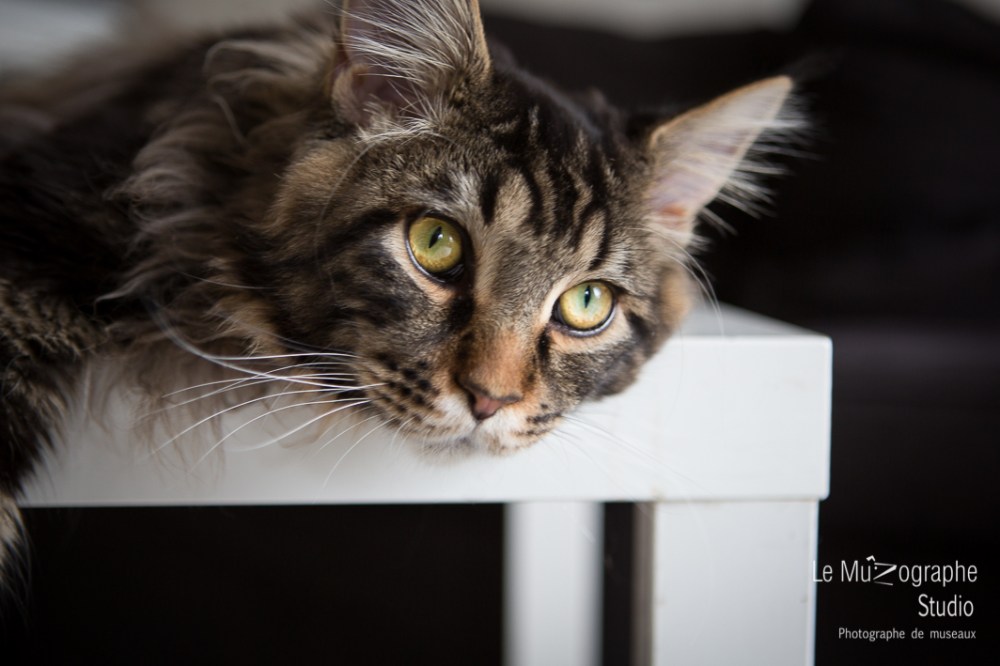 Loki à 9 mois, Paris © Le MuZographe