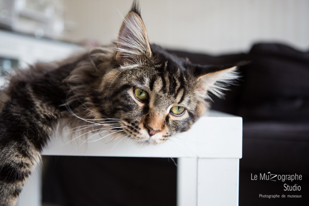 Loki à 9 mois, Paris © Le MuZographe