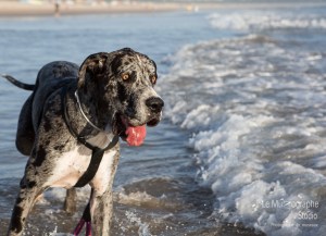 Minnie et Attila © Le MuZographe, Lisbonne