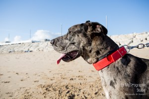 Minnie et Attila © Le MuZographe, Lisbonne