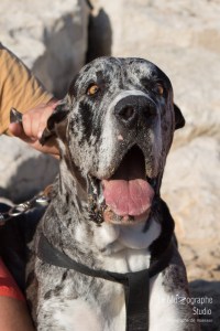 Minnie et Attila © Le MuZographe, Lisbonne