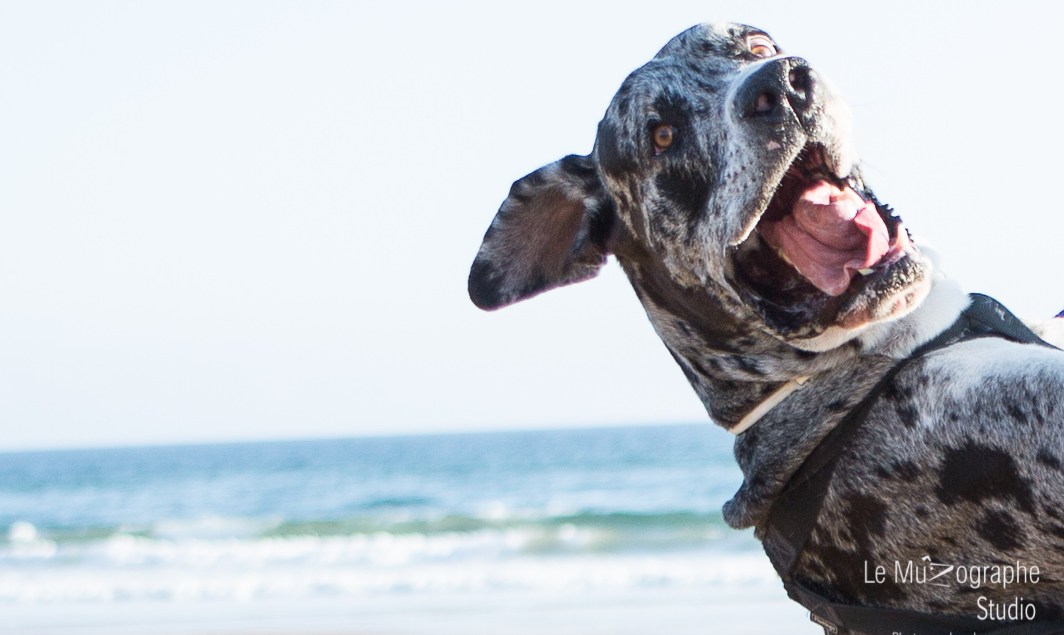 Minnie et Attila © Le MuZographe, Lisbonne