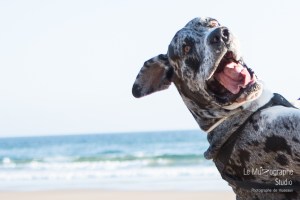 Minnie et Attila © Le MuZographe, Lisbonne