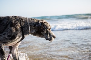 Minnie et Attila © Le MuZographe, Lisbonne