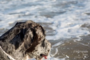 Minnie et Attila © Le MuZographe, Lisbonne