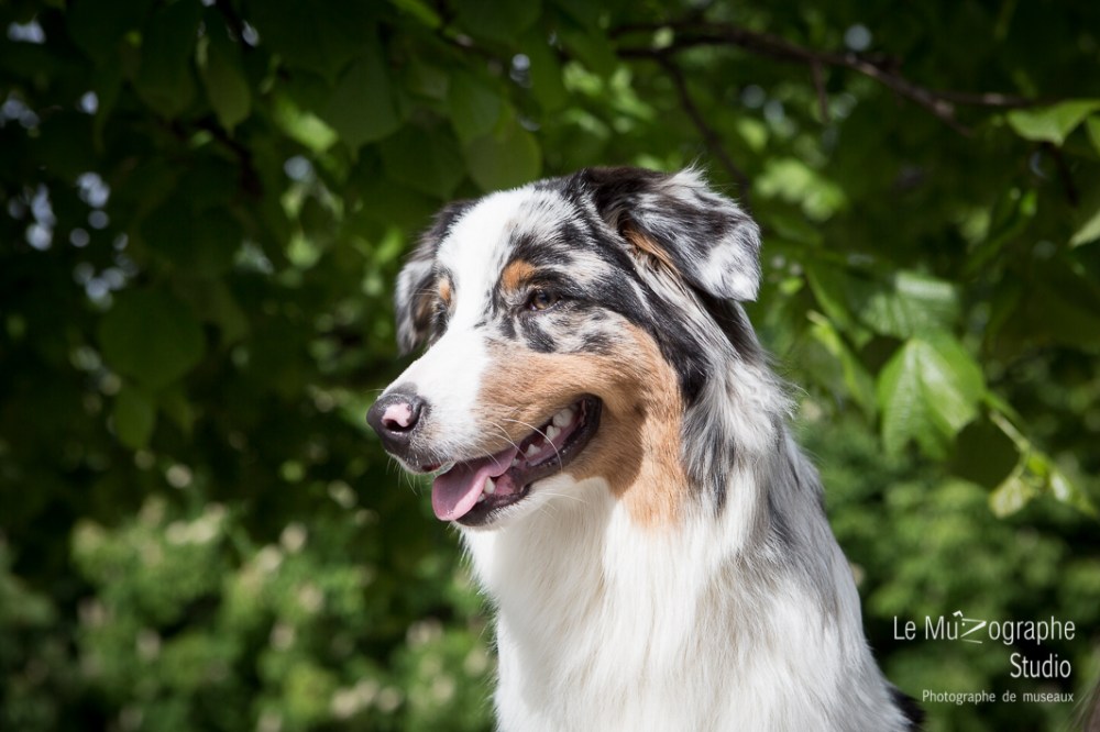 Loucky © Le MuZographe