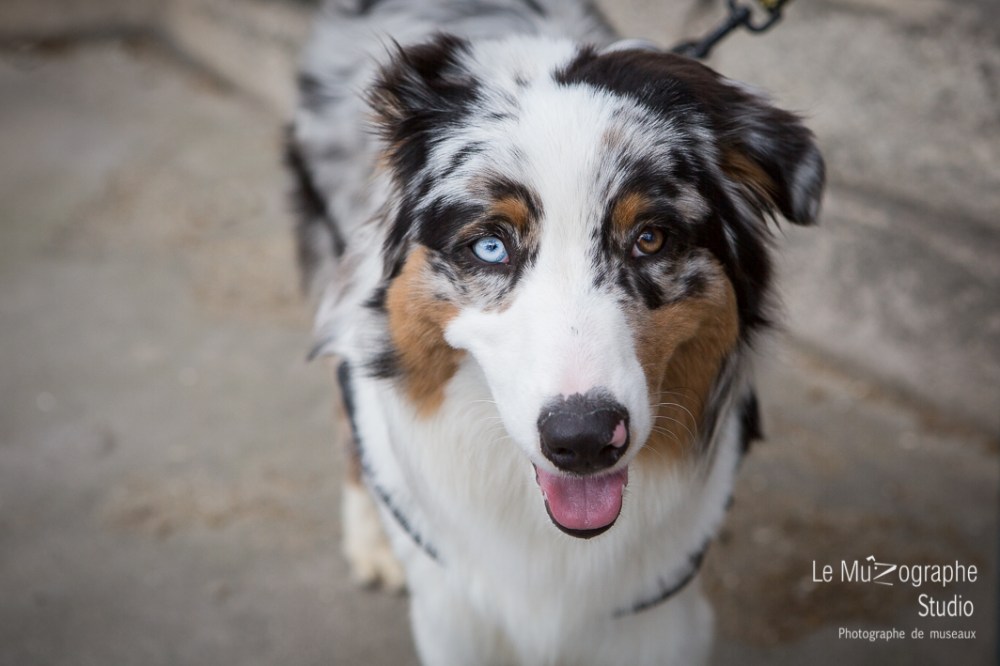 Loucky © Le MuZographe