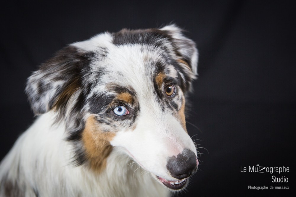 Loucky © Le MuZographe