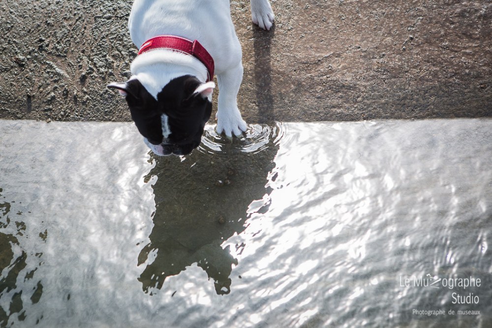 John, le bouledogue © Le MuZographe