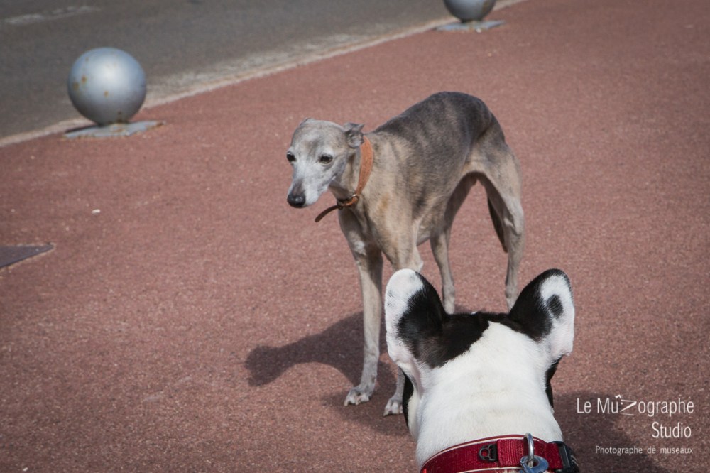 John, le bouledogue © Le MuZographe